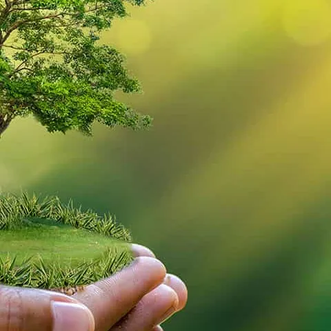 Zielone kadry